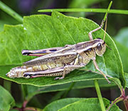 Grasshoppers